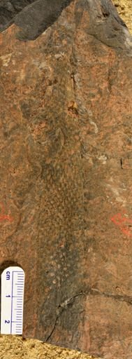 Lepidodendron sp.