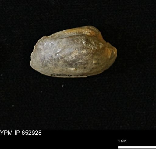undet. Nuculanidae