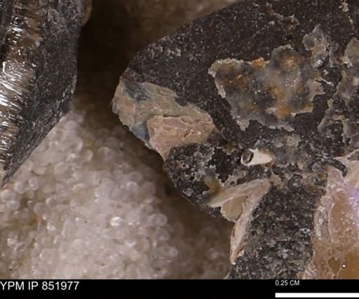undet. Bivalvia