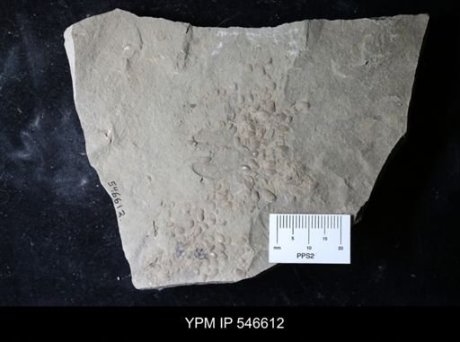 undet. Ostracoda
