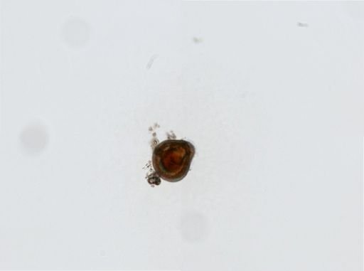 Crassostrea virginica