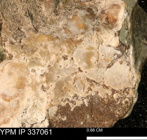 undet. Mollusca