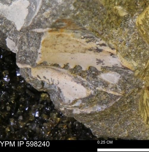 Limopsis striatopunctatus