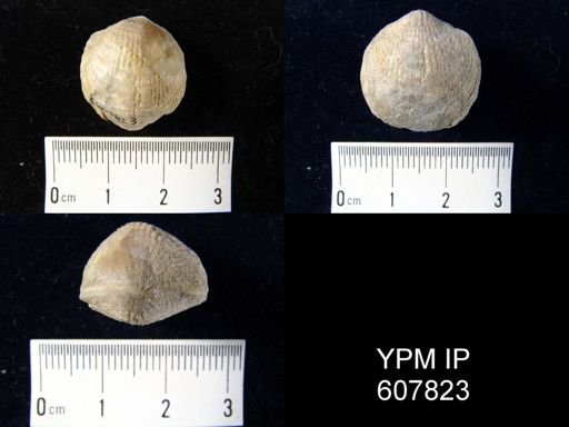 Atrypa sp.