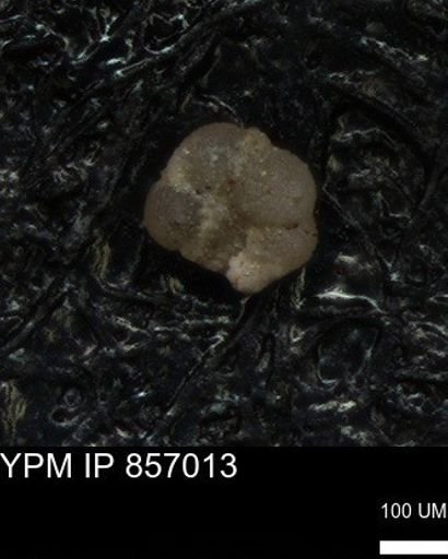 undet. Foraminiferida