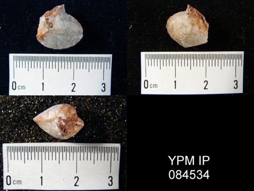 Gypidula simplex