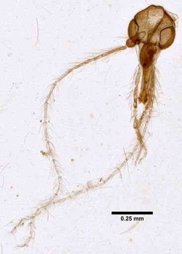 Lutzomyia lenti