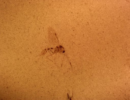 undet. Ichneumonoidea