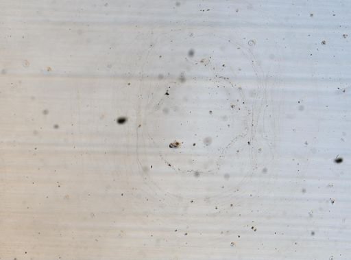 Colurella dicentra