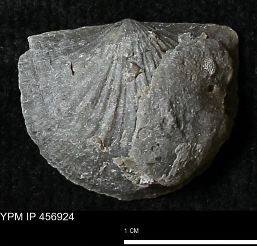 Stropheodonta sp.