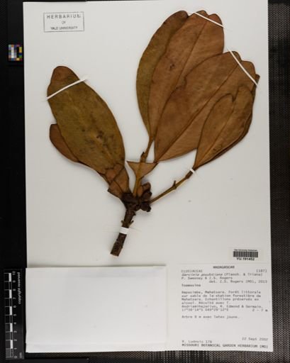 Plantae