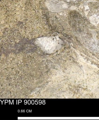 Anomia gryphorhyncha