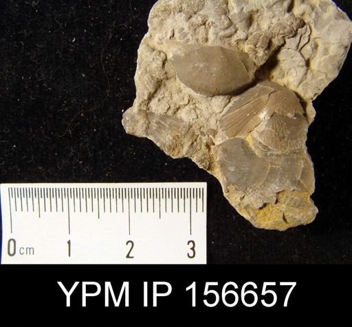 Brachyprion leda
