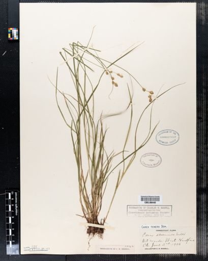 Carex tenera