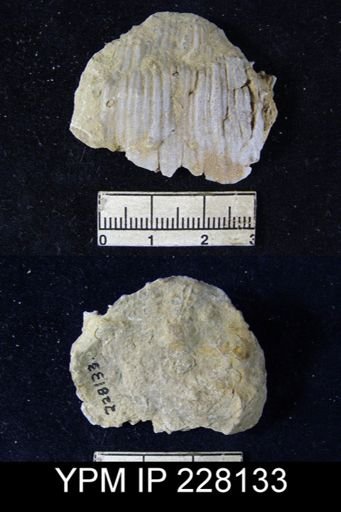 Dictyoclostus portlockianus var. crassicostatus