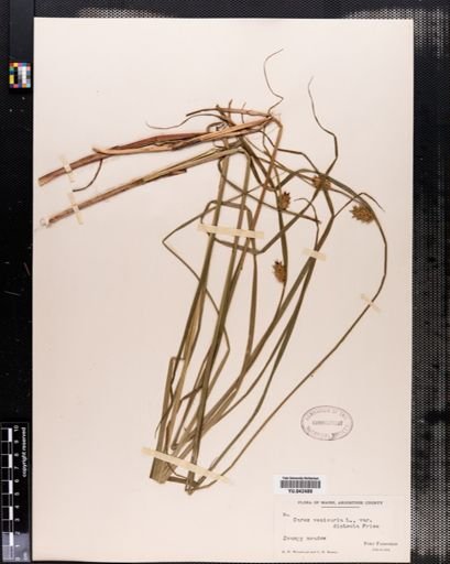 Carex vesicaria