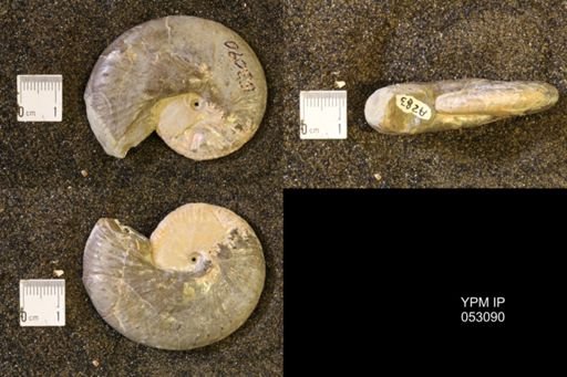 Discoscaphites conradi