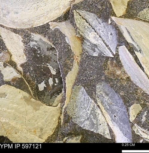 Limopsis striatopunctatus