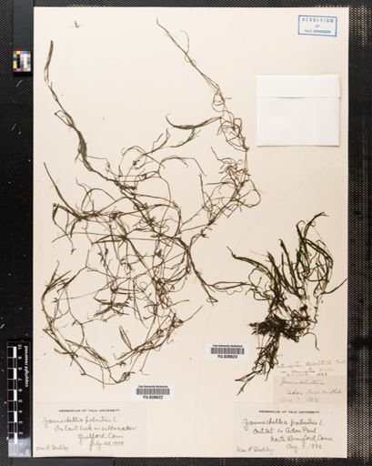 Zannichellia palustris