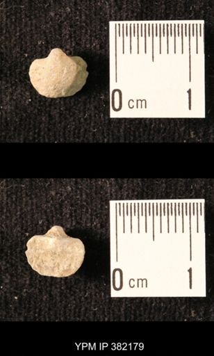 Ambocoelia planoconvexa
