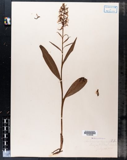 Habenaria lacera