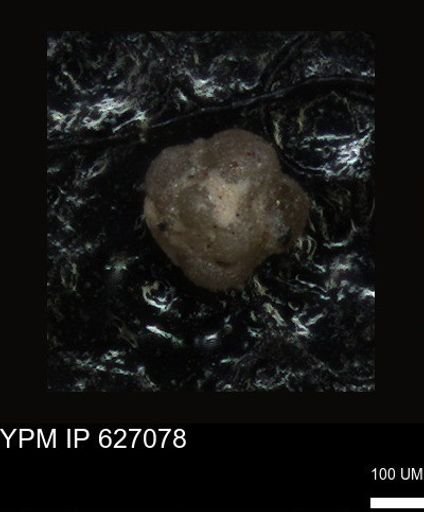 undet. Foraminiferida