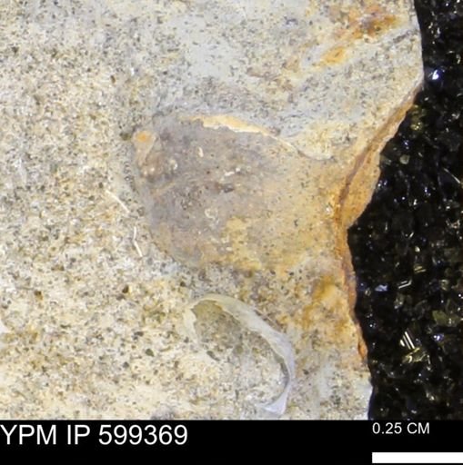 undet. Bivalvia