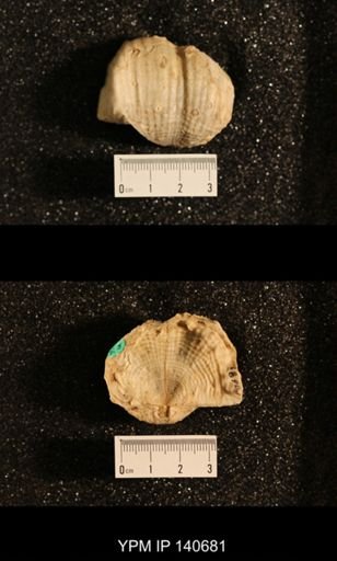Productus (Dictyoclostus) indicus