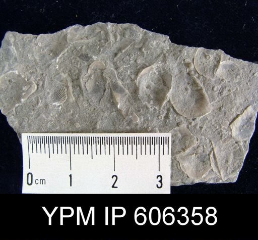 Plectambonites transversalis
