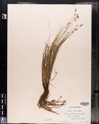 Carex tenera