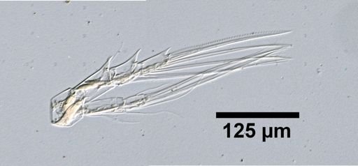 Acartia clausii