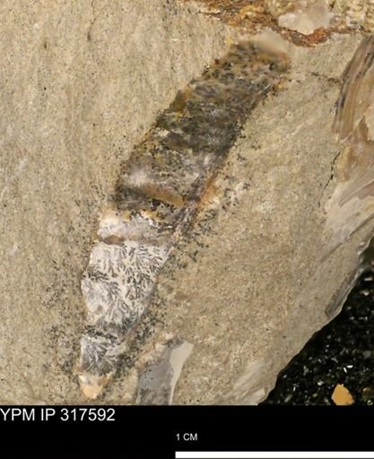 undet. Mollusca