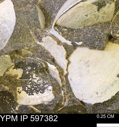 Limopsis striatopunctatus