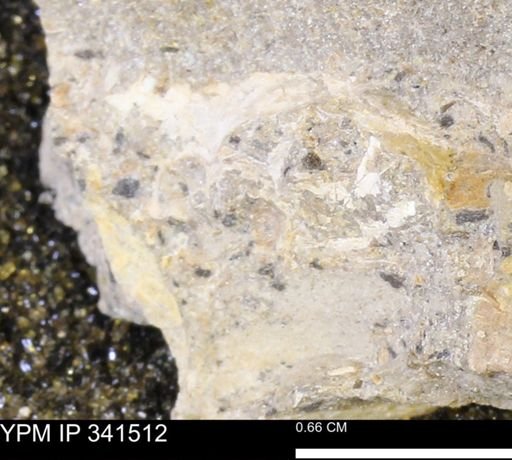 Scaphites sp.