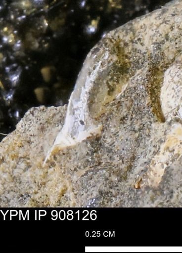 undet. Mollusca
