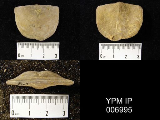 Strophonella reversa