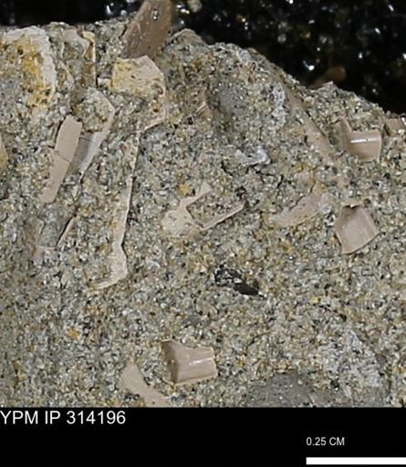 undet. Scaphopoda