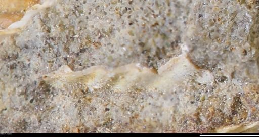 undet. Ammonoidea
