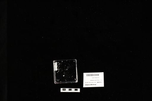 Ameerega trivittata
