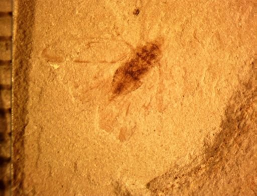 undet. Cicadellidae