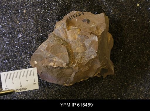Baculites sp.