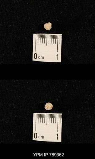undet. Bryozoa