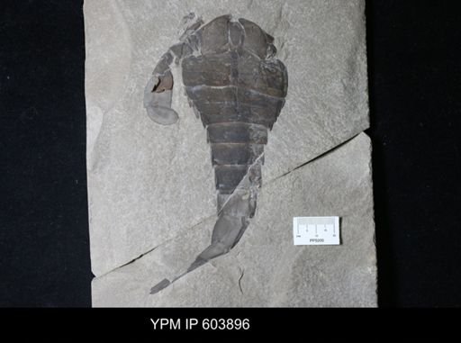 Eurypterus lacustris