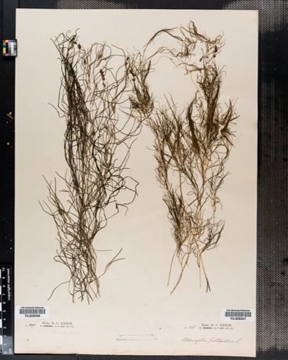 Potamogeton pectinatus