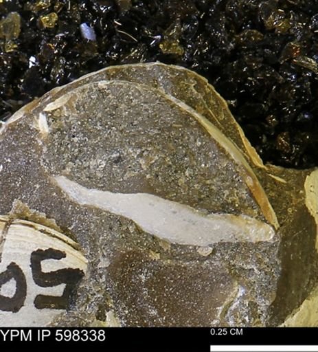 Limopsis striatopunctatus