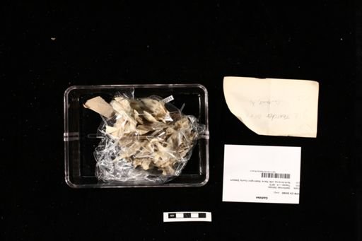 Gadidae