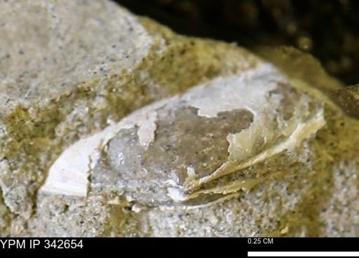 undet. Bivalvia