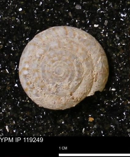 Poecilozonites (Discozonites) reinianus