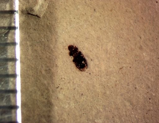 undet. Coleoptera