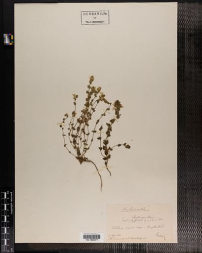 Plantae